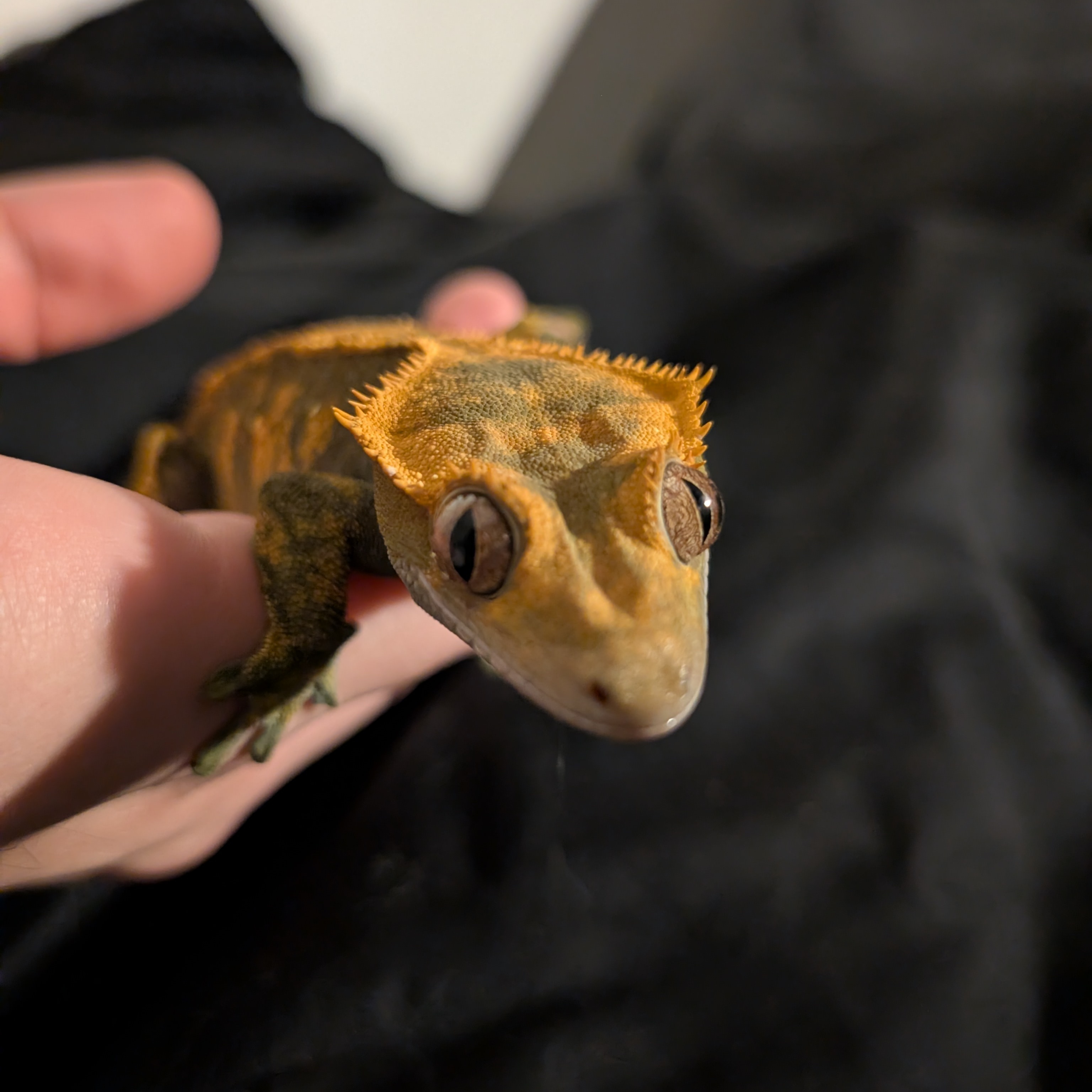 RIWAN Cevaer--brelivet